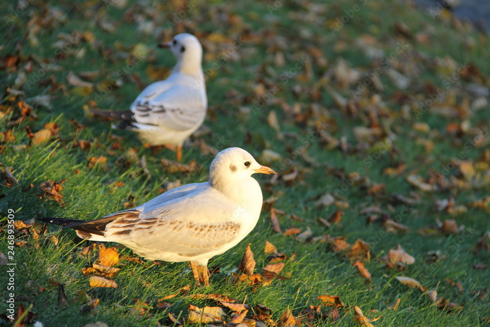 Fototapeta premium Small gray-white Seagull at sunset on the background of green grass and autumn fallen yellow leaves