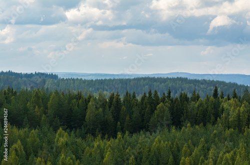 Forest view