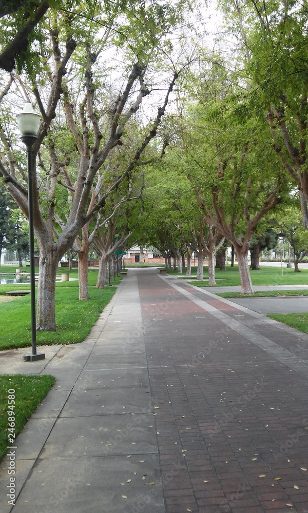 Arboles Los Angeles