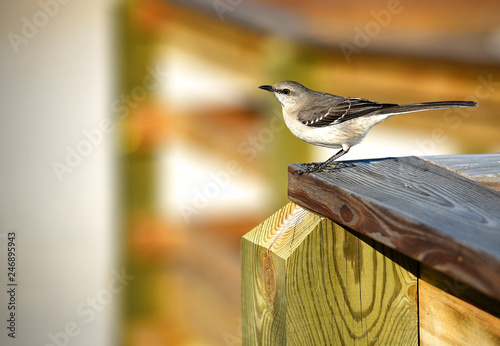Canvas Print A closeup of a mockingbird with a blurred background.