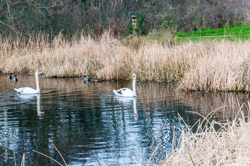 Whooper Swan Cygnus Cygnus in Winter  Newham  London  UK