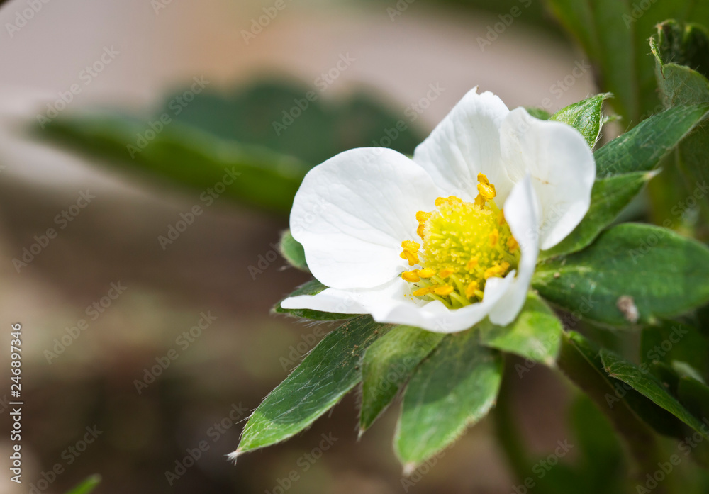 Fototapeta premium Strawberry flower