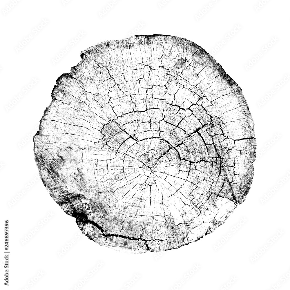 Black and white wood texture of growth ring pattern from a slice of tree. Cut monotone wooden stump isolated on white.