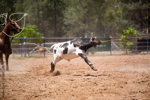 Ropes Pull Scared Calf At Country Rodeo photo