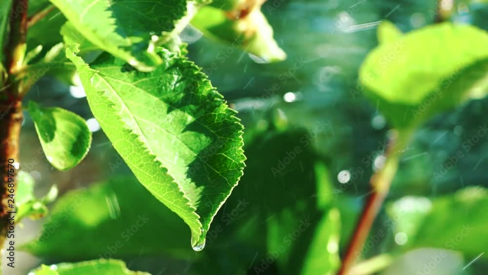 Green leaves in the rain Green leaves in the rain