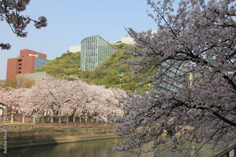 福岡中央公園の桜 福岡中央公園の桜