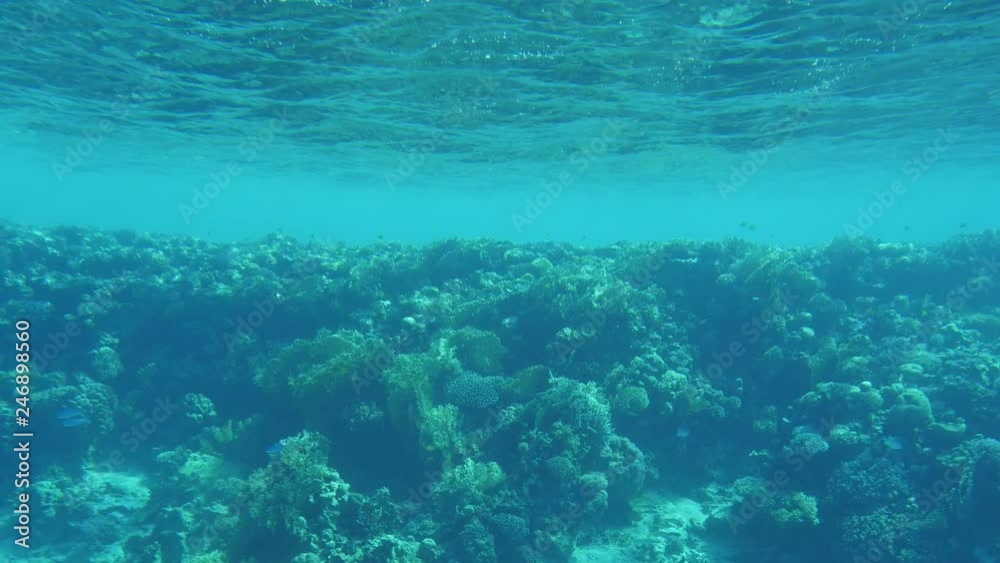 Curvy reef with tiny plants and shells on it in the Red Sea in Egypt Curvy reef with tiny plants and shells on it in the Red Sea in Egypt
