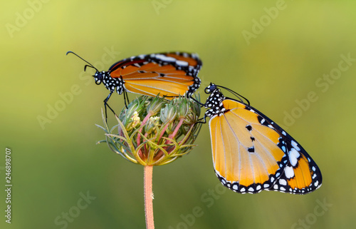 Closeup   beautiful butterflies sitting on flower © blackdiamond67
