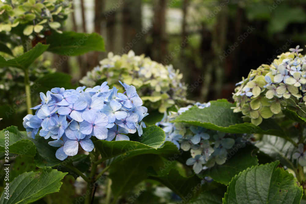 Garden of blue hydrangeas. Garden of blue hydrangeas.