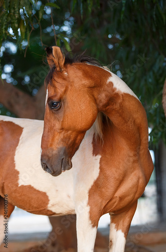 Canvastavla portrait of a marwari horse