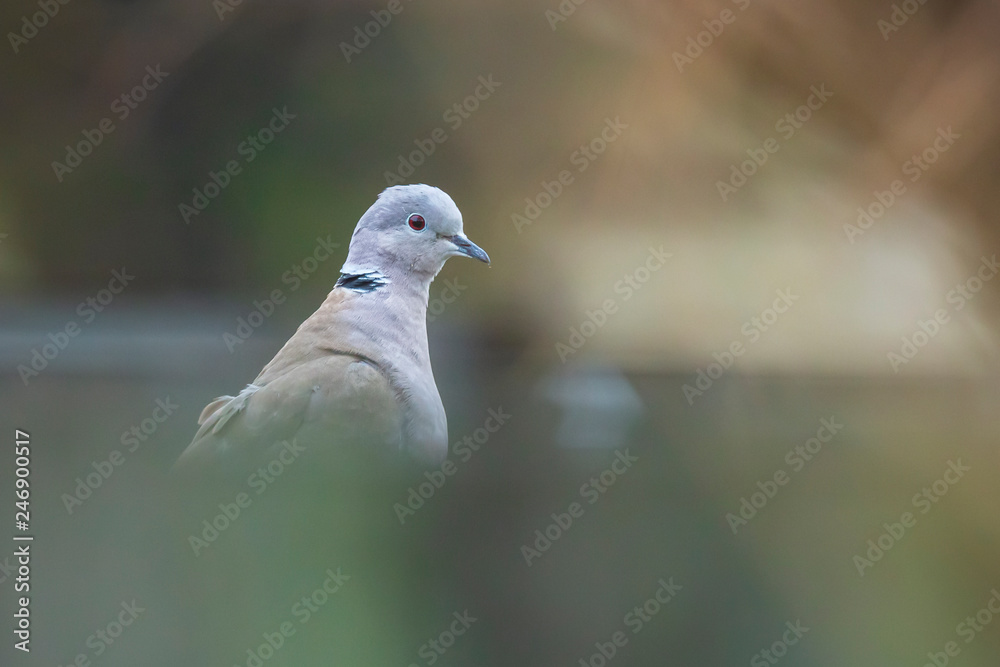 Fototapeta premium Eurasian collared dove Streptopelia decaocto perched closeup