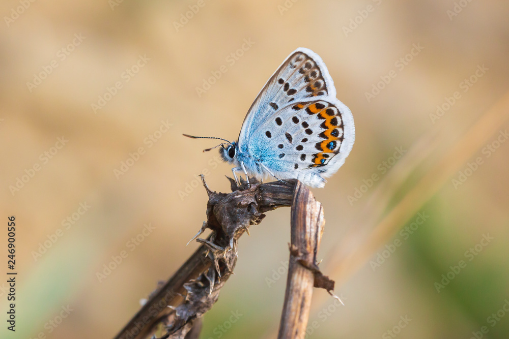 Obraz premium Close up of a silver-studded blue butterfly Plebejus argus