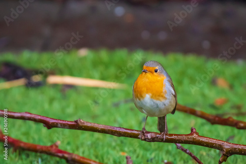 European robin bird (Erithacus rubecula) singing © Sander Meertins