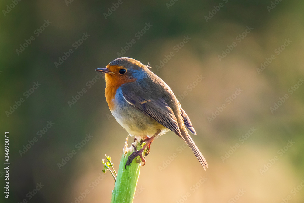 European robin bird (Erithacus rubecula) perching