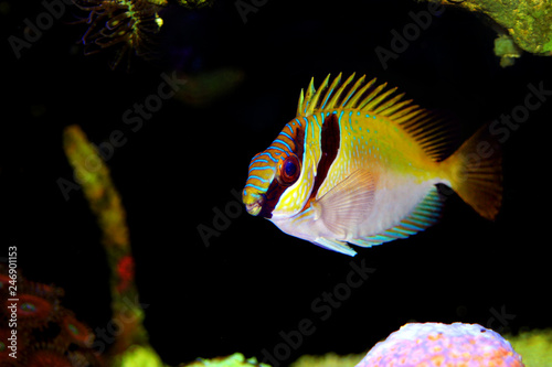 Two Barred Rabbitfish (Siganus virgatus)  photo