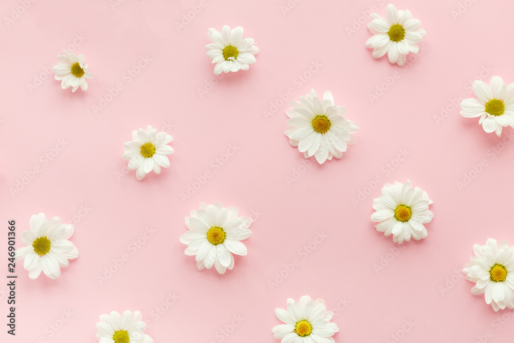 Obraz premium White daisies flowers.