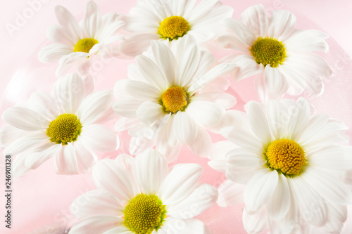 White daisies flowers.
