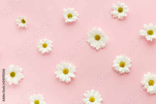 White daisies flowers. © VAKSMANV