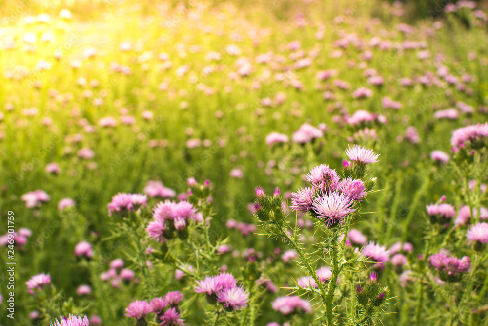 Field of thistle in springtime with sun flare light.