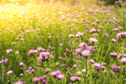 Field of thistle in springtime with sun flare light.