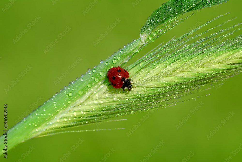 Fototapeta premium Beautiful ladybug on leaf defocused background