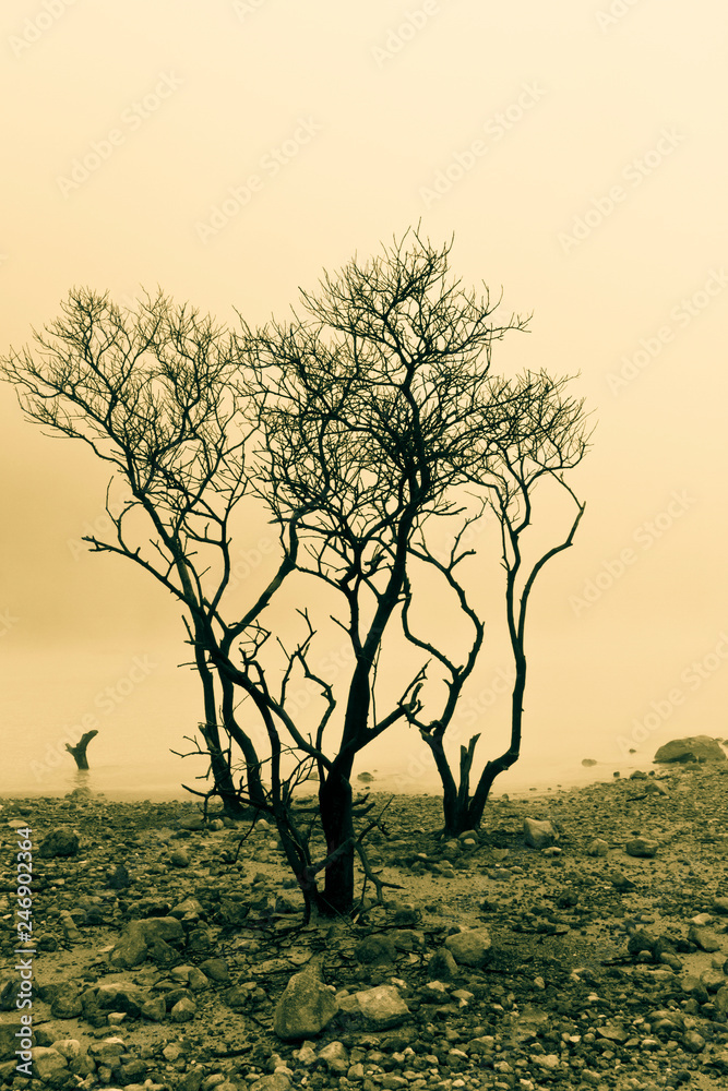 Tree and Foggy Surface