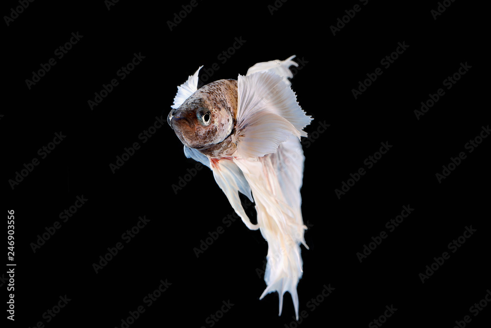 Colourful Beta fighter fish Colourful Beta fighter fish