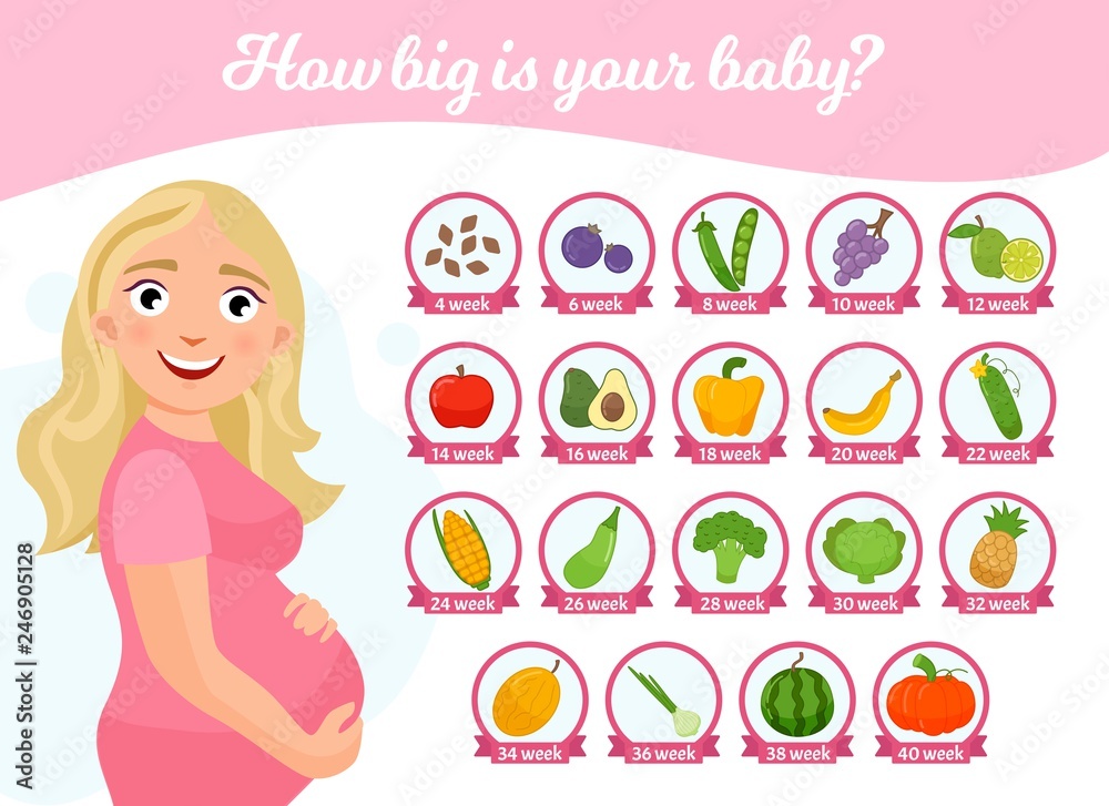 infographics how big is your baby? What is the size of the baby and at