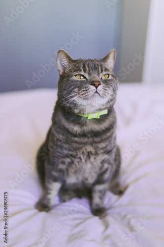 Wallpaper Mural Portrait British shorthaired cat sitting on the bed Torontodigital.ca