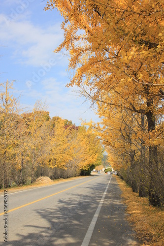 road in autumn