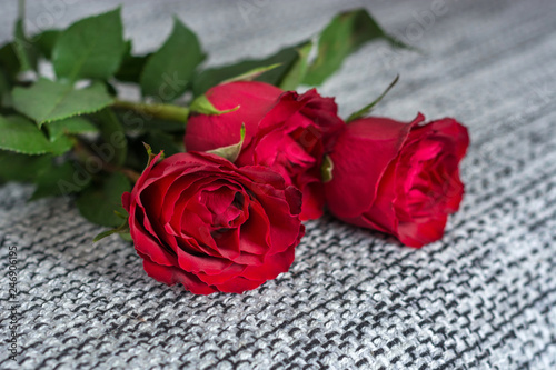 Beautiful red roses flower on textured gray background. Valentines Day  love and romantic concept. Close up  selective focus