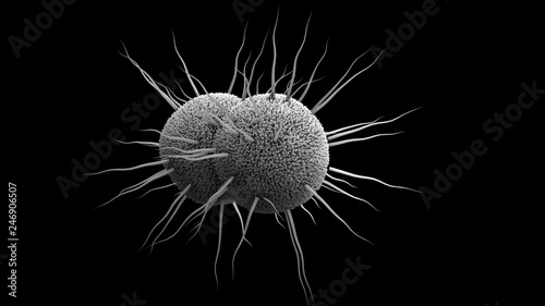 bacterium Neisseria gonorrhoeae, Gonorrhea