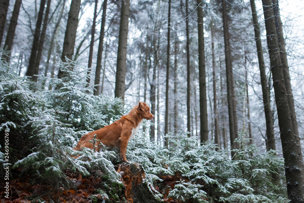 dog on nature in the winter in hoarfrost. Late autumn. Pet in the forest outdoors. Breed Nova Scotia Duck Tolling Retriever, Toller
