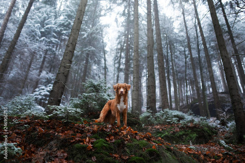 dog on nature in the winter in hoarfrost. Late autumn. Pet in the forest outdoors. Breed Nova Scotia Duck Tolling Retriever, Toller