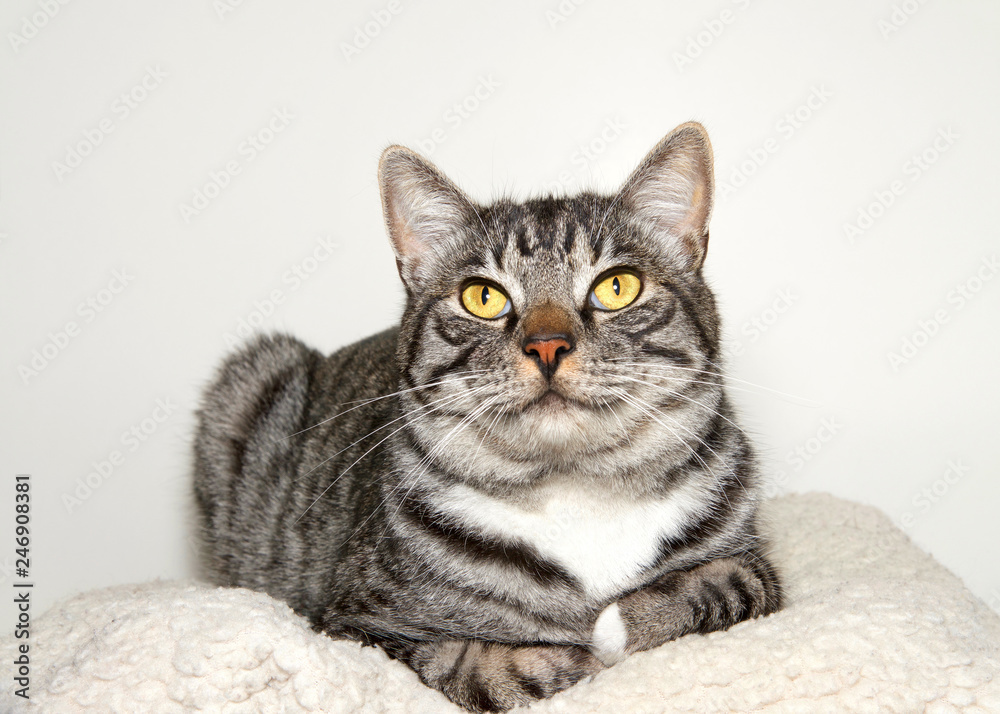 Black grey and white tabby cat sitting comfortably relaxed in a pet bed looking at viewer.