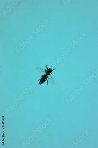 the bee in the water © Leandro