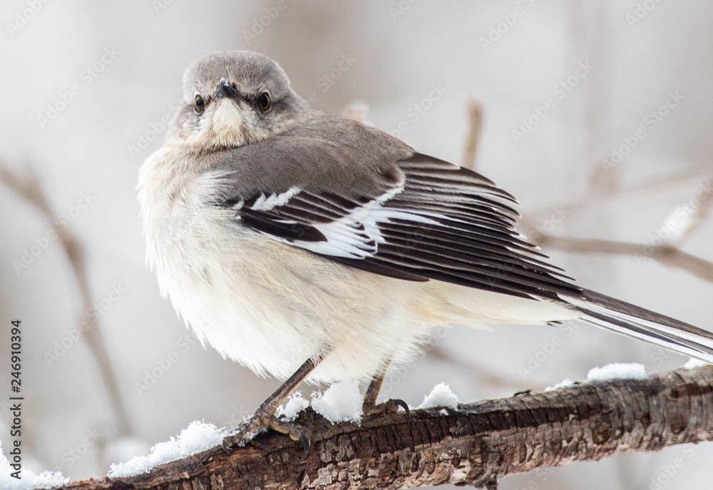 Obraz premium Northern Mockingbird