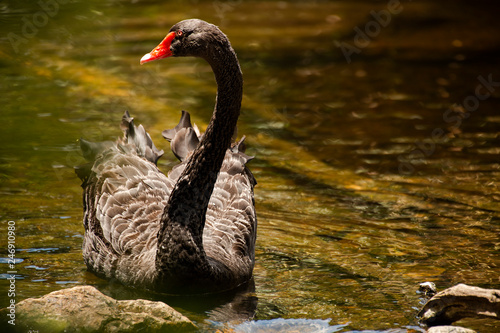 Large black swan with a red beak