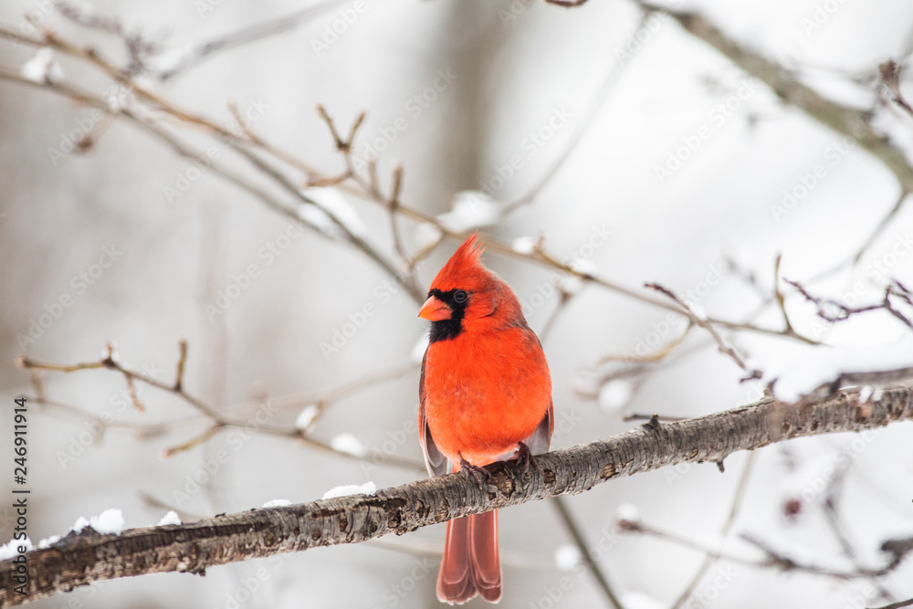 Northern Cardinal Northern Cardinal