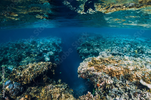 Underwater rocks with corals in blue ocean. Menjangan island © artifirsov