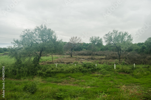 landscape of deforestation of a natural forest  contrast of life and death of flora and fauna