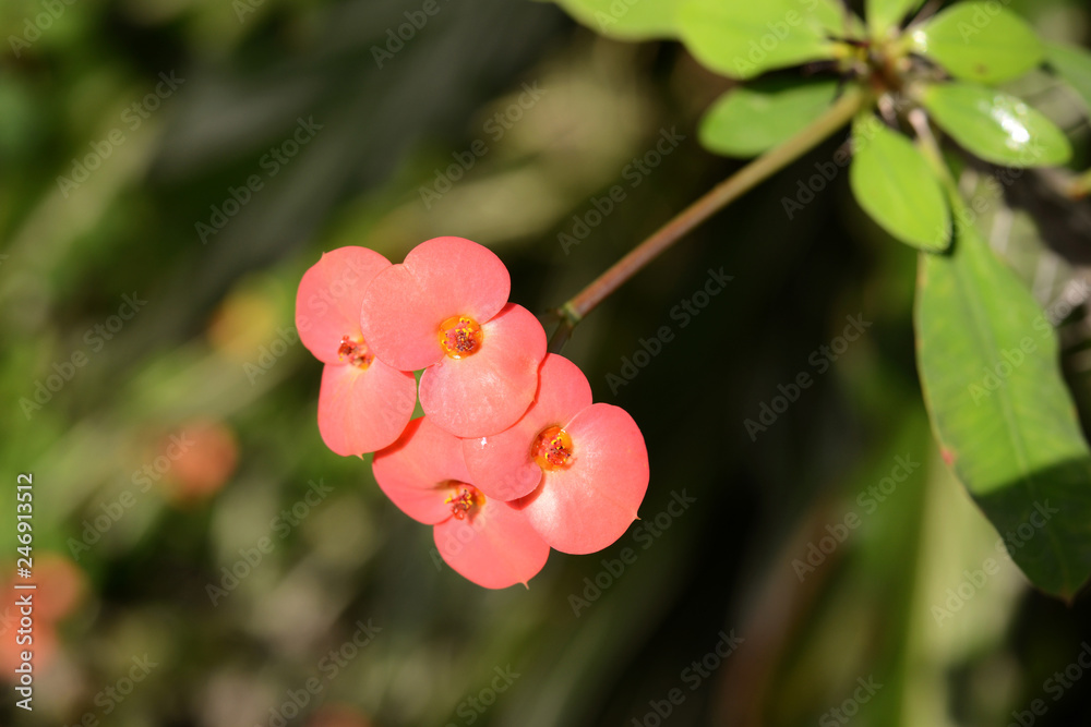 Fototapeta premium 다양한 식물과 꽃이미지