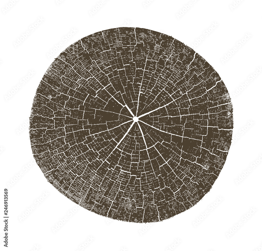 Wood texture of growth ring pattern from a slice of tree. Cut monotone wooden stump isolated on white. - obrazy, fototapety, plakaty 