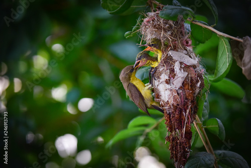 A Bird back to nest with food for take care and feeding newbaby birds in nest on green trees with blur green tree leaves background © APchanel