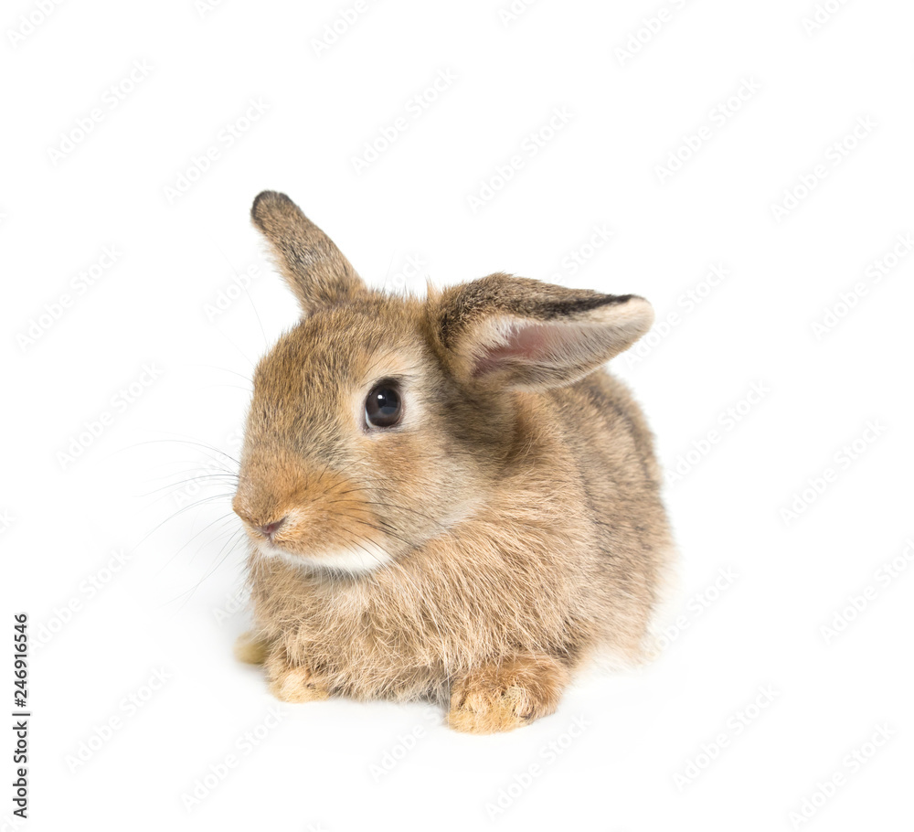 Obraz premium Brown short hair adorable baby rabbit on white background