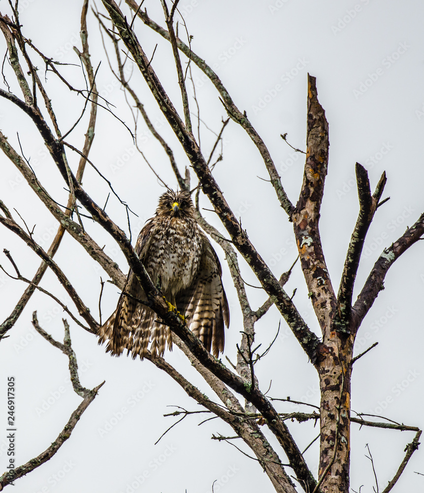 Rain soaked and Unhappy Red Shouldered Hawk in a Dead Tree Rain soaked and Unhappy Red Shouldered Hawk in a Dead Tree