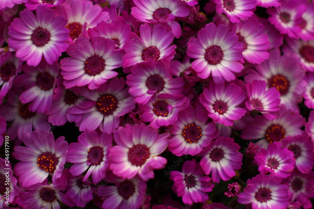 Several Beautiful Flowers Several Beautiful Flowers