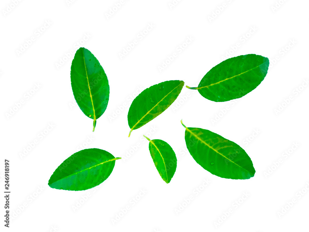 Lemon leaves and drops of water on a lemon leaf on a white background