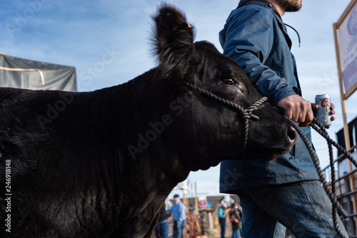 Kuhhandel an der Stock Show in Denver photo