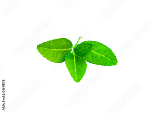 Lemon leaves and drops of water on a lemon leaf on a white background